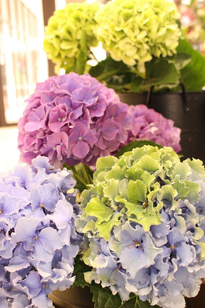 紫陽花フェア開催中 フラワープロデュース 一花 Ichica