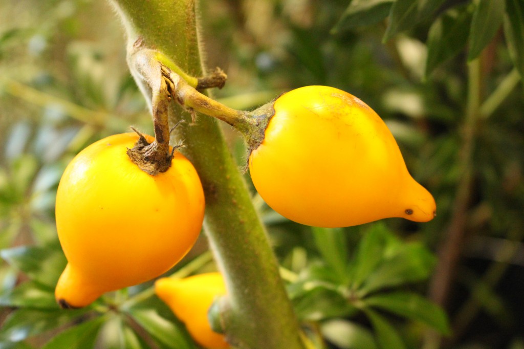 もうすぐハロウィン Flower Produce 一花