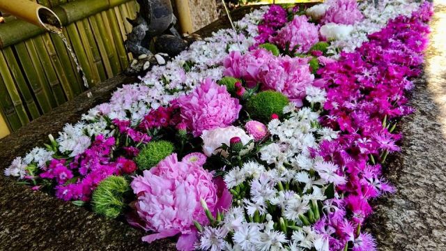 第5週目の一花は 「芍薬」  立てば芍薬、座れば牡丹、歩く姿は百合の花  美人の代名詞として古くから親しまれ、「綽約」とも言われています✨しなやかで優しい姿と、爽やかな香りに心が和みます😊  全6週、毎週火曜日にデザインが入れ替わります！  @ichica_flower @ichica_branch @branch_otsukyo_official @foleo_otsuichiriyama @hiyoshitaisha.official  #flower #produce #ichica #花のある暮らし #フラワー#滋賀県 #大津市 #花屋 #フォレオ大津一里山 #ブランチ大津京 #大津花屋#flowerproduceichica #日吉大社#日吉大社の花手水#初夏の花手水#芍薬#シャクヤク#撫子