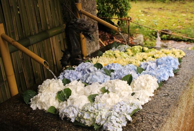 最終回の一花は 「紫陽花」  ひとつひとつの小さな花が沢山集まり、雨の日にも凛と咲き誇る姿から「団結」「友情」の花と言われています✨  日吉大社さんでは、6月8日に包丁まつりを開催されます！最終回の花手水をリメイクして、3日間延長いたします🌼ぜひ、この機会にお参りください😊  全6週、毎週火曜日にデザインが入れ替わります！  @ichica_flower @ichica_branch @branch_otsukyo_official @foleo_otsuichiriyama @hiyoshitaisha.official  #flower #produce #ichica #花のある暮らし #フラワー#滋賀県 #大津市 #花屋 #フォレオ大津一里山 #ブランチ大津京 #大津花屋#flowerproduceichica #日吉大社#日吉大社の花手水#初夏の花手水#紫陽花#向日葵