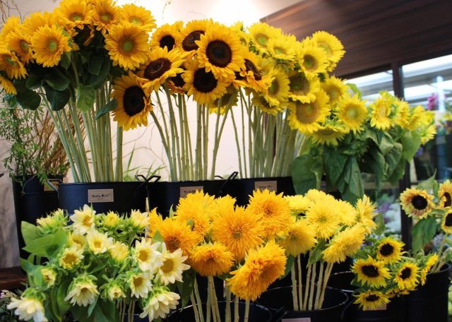 7月15日（金）〜18日(日）ひまわりフェア開催中です🌻  好きなヒマワリを選んで、オリジナルのフラワーアレンジを作ってみませんか❓お子様や初心者の方も、お気軽にご参加ください😊見ているだけで元気になれそうなヒマワリは、夏の花贈りにもオススメです🌻  好評のグラスサンドアートワークショップも同時開催中です❣️😊  ぜひこの機会にFlower produce ichicaまでお越しください💕  @ichica_flower @ichica_branch @branch_otsukyo_official @foleo_otsuichiriyama  #flower #produce #ichica #花のある暮らし #滋賀県 #大津市 #花屋  #フォレオ大津一里山 #ブランチ大津京 #大津花屋 #flowerproduceichica #ひまわりフェア#向日葵